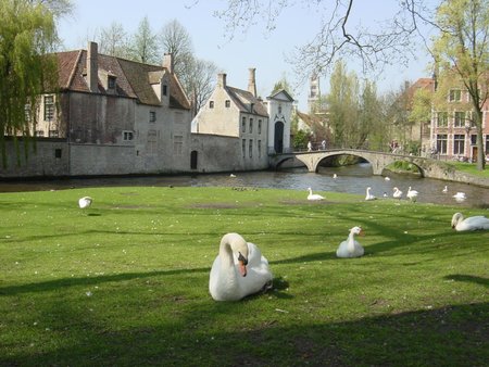 Swans Brugge